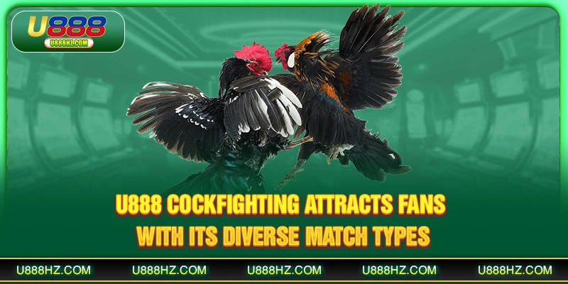 U888 cockfighting attracts fans with its diverse match types
